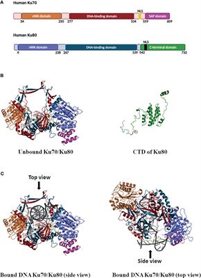 The Role of Ku70 as a Cytosolic DNA Sensor in Innate Immunity and Beyond